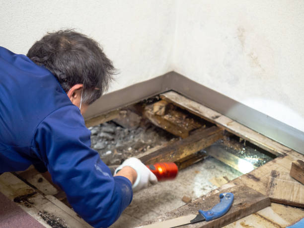 Certified Mold Removal in Cape St Claire, MD