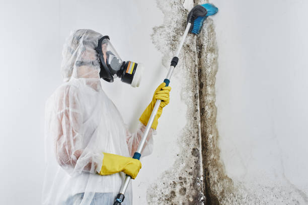 Mold Testing and Removal in Cape St Claire, MD